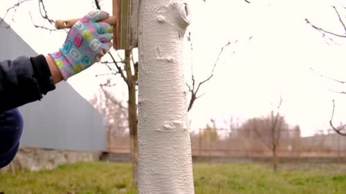 Treat a Tree Trunk in the Garden Selective Focus