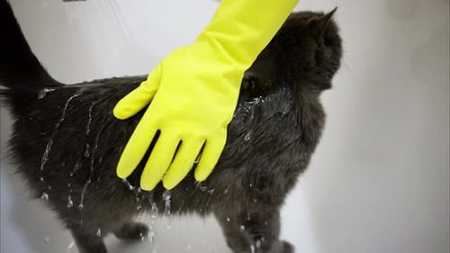 Gray Cat Getting Bathed in Bathtub
