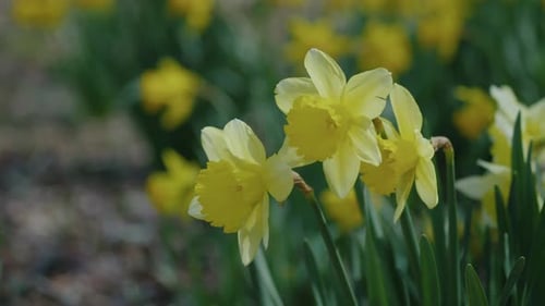 Close Up of Yellow Daffodil Flowers Swaying in the Wind