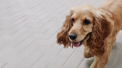Cute Golden Cocker Spaniel Dog Walking on Pavement
