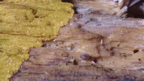 Tiny Snail Crawling on Decaying Wood with Slime