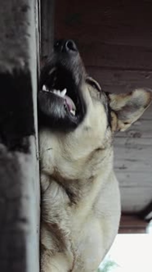 Vidéo verticale sur un chien paresseux seul allongé sur le porche et mangeant de la nourriture