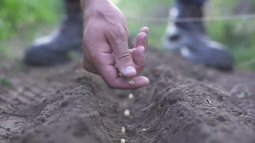 Farmer Hands Planting for Planting Seeds in the Garden
