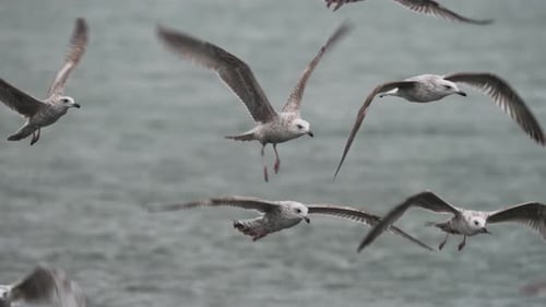 Group of seagulls flying, flutter wings and surf on strong winds - slow motion