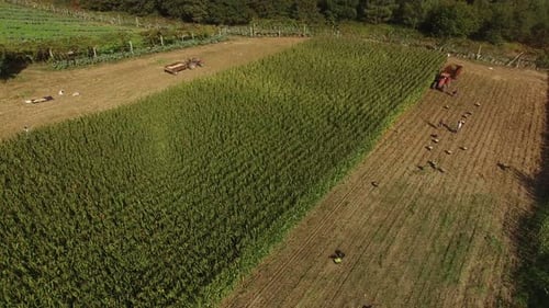 Corn Field Harvest Tractor Aerial View 09
