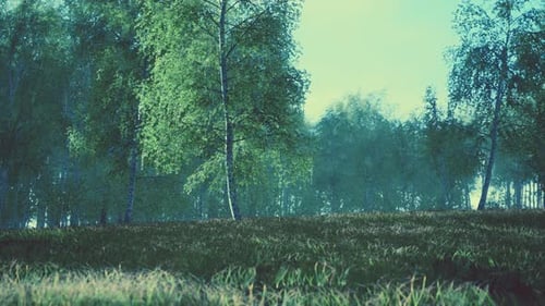 Sunrise or Sunset in a Spring Birch Forest with Rays of Sun Shining