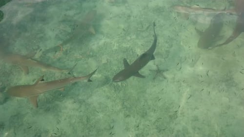 Top view group of sharks swimming underwater