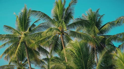 Palm Trees Against a Blue Tropical Sky