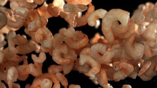 The Shrimp Fly Up and Fall Down Filmed on a Highspeed Camera at 1000 Fps