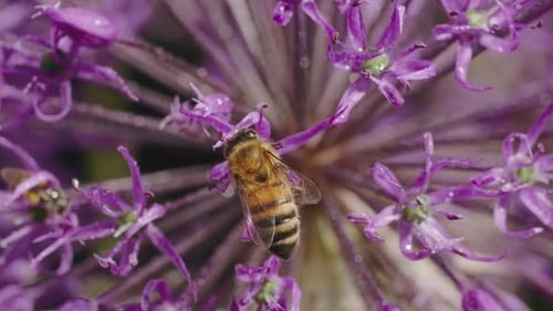 Unveil the Hidden Treasures of a Garden in Full Bloom As Bees Draped in Golden Hues Embark on Their