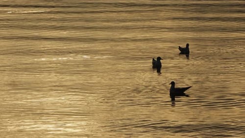 Animal Bird Seagulls In Sea Water 16