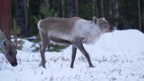 Cute young Reindeer following the herd along snowed landscape in Lapland, Sweden - Tracking closeup