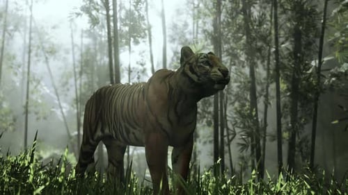 Au milieu d'une forêt de bambous, un énorme tigre du Bengale est à la chasse