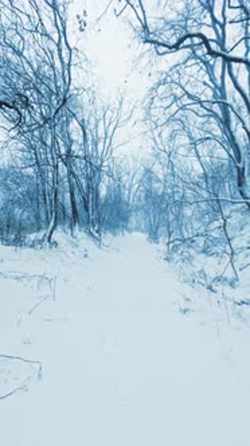 Vertical Snowy Winter Forest Reel