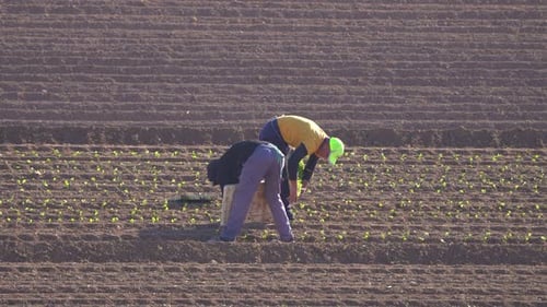 Planting lettuce vegetable in agricultural field. Farmworker or farmer produce lettuce and plant the