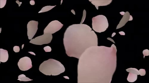 Sakura Falling