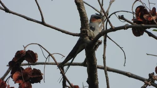 Swallow Bird Perched in Tree Close-Up