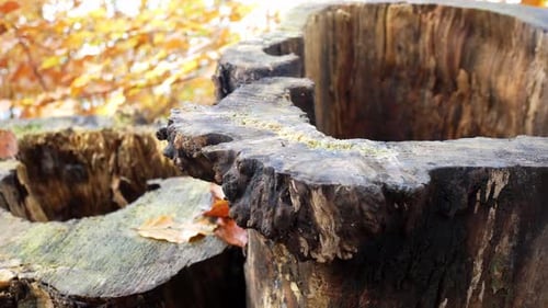 Hollow Autumn tree stump closeup seasonal woodland leaves on forest floor dolly left