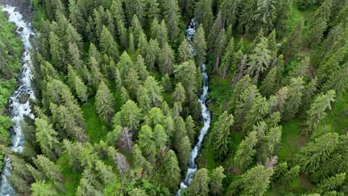 A dense green forest with a winding river flowing through the trees , aerial view
