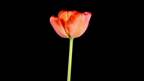 Red Tulip Blooming in Time Lapse on Black