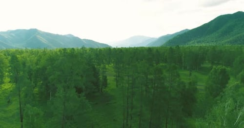 Aerial View Low Flight Above Evergreen Pine Tree Landscape with Endless Mountain Forest at Sunny