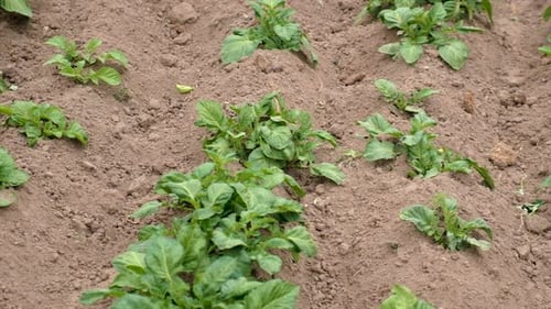 Young Potatoes Grow in the Garden