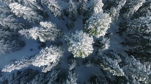 Top Down Aerial View Over Frozen Winter Forest Deeply Covered with Snow Sunlight