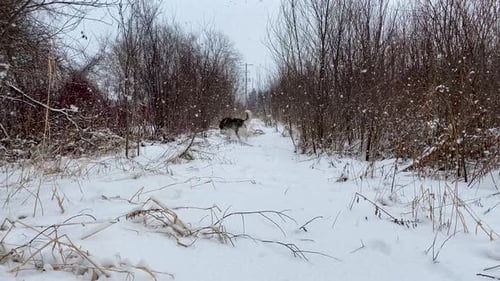 Adorable and energetic husky running through snow disappears into the woods before racing back when