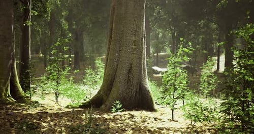 Majestic Trees Stand Tall in a Serene Forest Filled with Vibrant Greenery