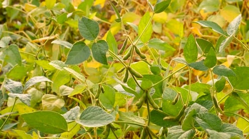 Soybean Grows on the Field Selective Focus