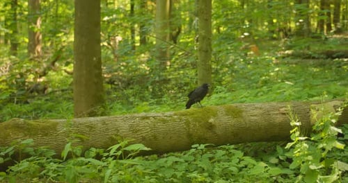 Raven Crow Bird Perching On Fallen Trunk Inside The Forest. Close Up