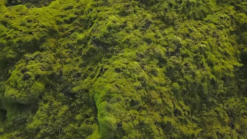 Aerial Drone Flying Over the Rock and Moss Covered Landscape of Iceland in Sunny Day Close Up Top