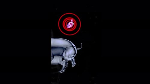 Futuristic 3D Medical Scan of Human and Pig Anatomy