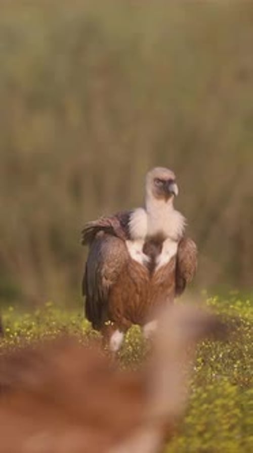 Wild Vulture Standing Proudly in Flowered Field