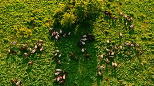 Wild horses grazing in golden hour pasture from topdown aerial view