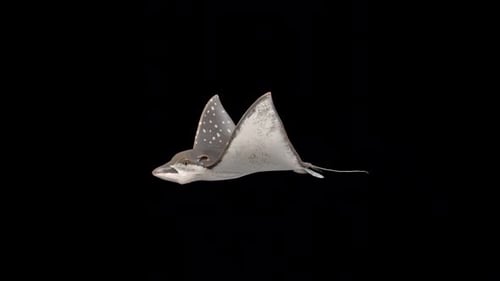 Bullnose Eagle Ray 4