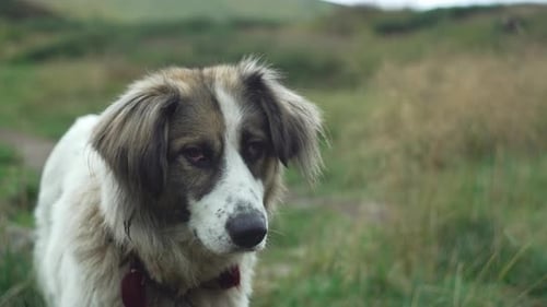 Close Up Portrait of Dog in Grassy Field