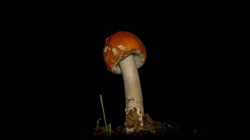 Fly Agaric Mushroom Grows in Time Lapse