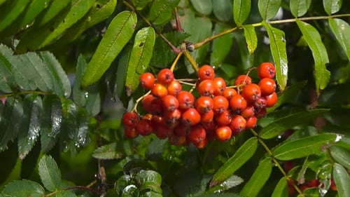 Ein Bündel roter und orangefarbener Vogelbeeren und grüne Baumblätter, die vom jüngsten Regen nass wurden. Saisonale Reifung