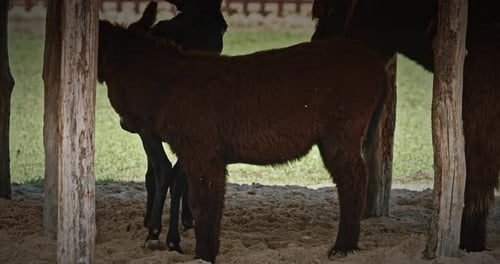 Young Baudet Du Poitou Donkey