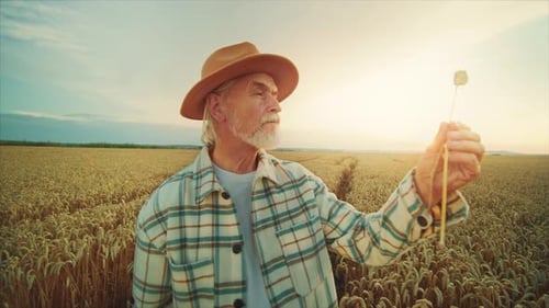 Senior Man Inspecting Wheat in Golden Field