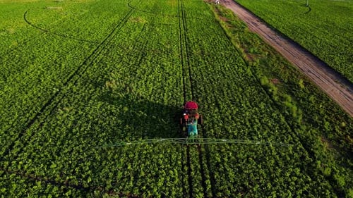 Top Aerial View Process of Spraying with Chemicals and Pesticides Fields with Potatoes