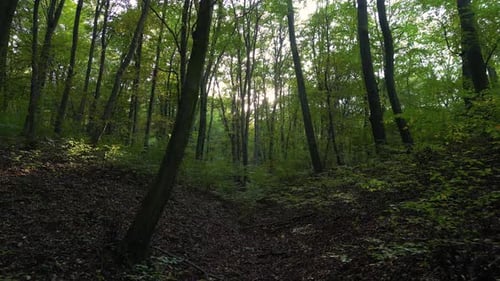 Dentro del bosque en otoño de 49