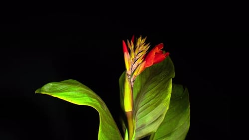 Mehrfach blühende scharlachrote Canna-Lilie, bunt bronzefarben, blühend auf schwarzem Hintergrund.