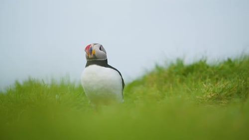 Perched Puffin (Fratercula) Yawning and Shaking its Head STATIC