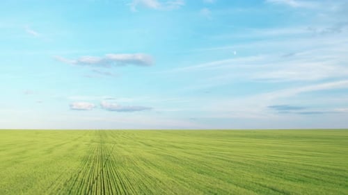 Wheat Green Field Against the Blue Sky