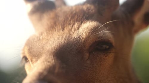 Close Up of a Deer's Face in Nature