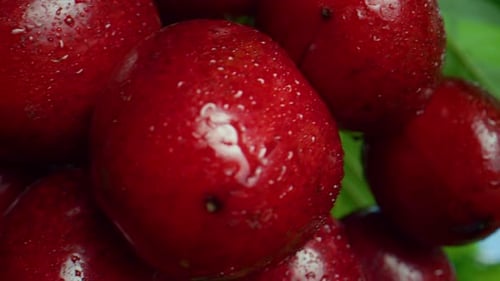 Close Up Ripe Sweet Berry Growing Orchard. Sweet Cherry Hanging on Tree