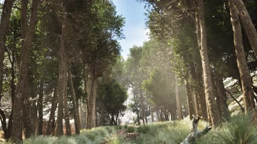 Sunlight Through Forest Trees_ Still shot