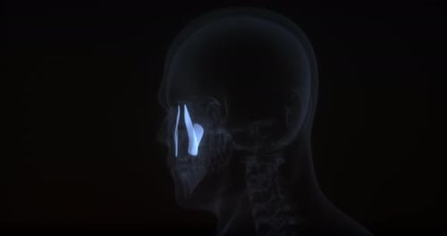 3D Human Skull Anatomy with Highlighted Nasal Bone